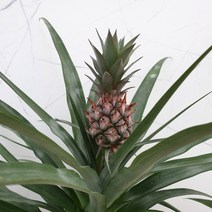 도희씨네 정원>> 넘넘 귀여운 꼬꼬마 파인애플 화분 240, 1개” class=”wr-img”></a></div></p></div></p></div></p></div><div class=