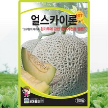 얼스카이론 멜론 씨앗 멜론 씨 종자 100립, 단품