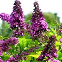 세종식물원 붓들레아 문샤인 120L포트 부들레야 신품종, 1개