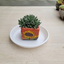 [보금이다육] 미파 (화분포함) - 258