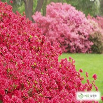 세종식물원 영산홍 (H 30cm전후) 묘목 5주묶음 - 철쭉 꽃나무 정원 가꾸기