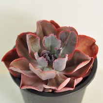 헤라 다육이 3년묵은둥이 화려한 색감 희귀 다육식물 아프리카 랜덤31-40, 단품, 1개