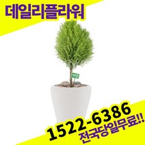 율마 개업화분 축하화분 개업식 개업선물 식당 카페 개원 집들이 승진 취임 부임 영전 전국당일무료배송 실내관엽식물