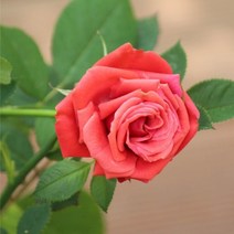 자연농원 장미 덩굴장미 사계장미 최소구매 2개, 노란색(댄싱걸) 포트묘