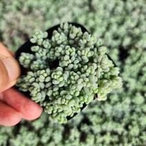 [해뜰다육] 희성미인(소품) 다육식물 선인장, 1개