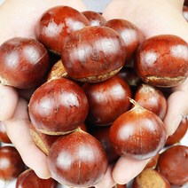 공주 정안 옥광 햇 밤 고소함 생밤 산지직송, 1박스, 옥광중 2Kg