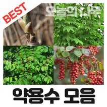 합리적 가격의 우수한 약용수나무묘목 종합(참두릅 구지뽕 엄나무 복분자 헛개등등), 16.왕보리수묘목 상묘