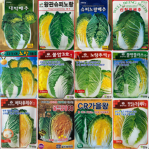 김장무 배추 씨앗 모음 청운무 서호무 황금 항암 베타 불암배추 빨간무 봄동 갓씨 22년, 07.노랑추석2000립