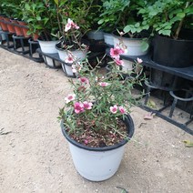 호주매화(최상급 공기정화식물), 1개