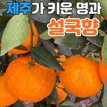 (최상품) 제주 설국향 당도선별 신품종 설국향 설국 수라향 신비향 아스미 아스키 설국향귤 설국향감귤 설국향과일 신비향귤 신비향감귤 전참시 콩포트 3kg 5kg 10kg, (3) 설국향 가정용 10kg, 1개