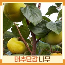 감나무 묘목 태추단감 접목1년생 뿌리묘 1개