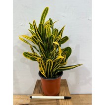 바나나크로톤-소품 (높이25cm 너비10cm), 1개