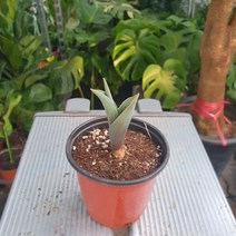 2200 튤립 소품 색상랜덤 10~25cm