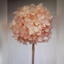 뉴 프리저브드 수국 수입수국 미니수국 ( 샴페인 중국 ) 풍성한 DIY꽃 인테리어 장식 말린꽃 고급프리저브드 프리미엄수국 핸드메이드수국