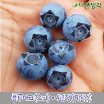 착한가격 나무생각 블루베리(스타)*4년생(결실주), 주