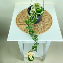 호야 무늬리본호야 꼬불이호야 바리에가타 콤팩타