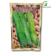 보양작두콩 콩씨앗 10립, 1개