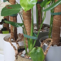 수태봉 식물지지대 식물고정대 가드닝소품 원예용품 30cm 40cm, 상품선택