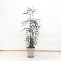 화수분 실내에서 키우기 쉬운식물 아랄리아 토분세트 카페식물 아라리아, 2.이태리토분 바소알토 모카색 +토분받침