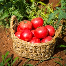 신선한 완숙토마토 정품, 11.완숙토마토 10kg 3번(중과)