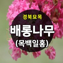 [경북농원] 배롱나무(백일홍) 묘목 2년생, 다이나마이트(진빨강)  상묘