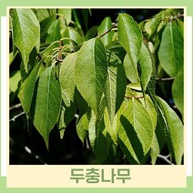 두충나무 묘목 원두충 실생2년생 뿌리묘 5개