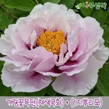 착한가격 나무생각 개량꽃목단(채색국화)*(1지뿌리묘), 주