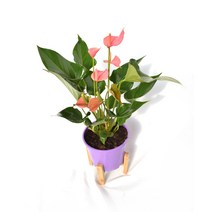 서비내 안스리움 로얄핑크 Anthurium Royal Pink 15cm화분 분홍꽃 사계절내내 꽃피는 공기정화식물 서비야드