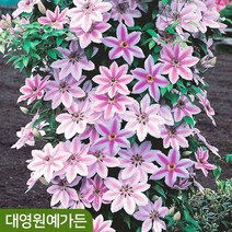 클레마티스(큰꽃으아리) 36종 - 관목 덩쿨식물 포트묘, 24. 카이저 10cm포트