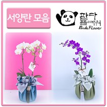 PFA002 승진축하 부임 진급선물 난화분 친구선물, 선물 서양란, 2.샤니(PFA002)