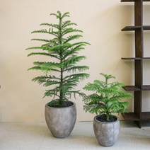 식물가게초로기 크리스마스트리 아라우카리아 화분 중형 대형, 식물전문차량배송(배송비추가상품결제)