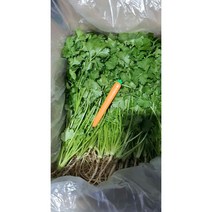 국내재배 고수 향신료 고수 동남아시아야채 고수, 1개