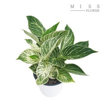 꽃집아가씨 중형화분 휘커스 움베르타 화분지름 15cm