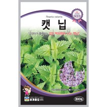허브씨앗 캣닙종자 캣닙씨 800립