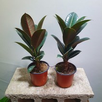 [공룡꽃식물원]1+1 뚱멜라니고무나무 55