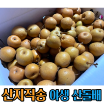 달달한 야생 산 돌배 3~10kg 생과 자연산 효소 담금주 토종 강원도 전라남도 산 산돌배 생과돌배 청 차 돌배청 돌배 토종 생과 자연산돌배 강원도돌배 전라남도돌배, 5kg, 1개