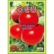 홍일품씨앗 50립 토마토씨앗 (C0151)