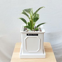 실내공기정화식물 무늬 콩고나무 필로덴드론 버킨 인테리어 방패사각 화분 11.5호