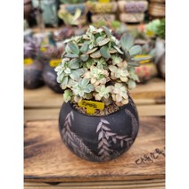 [다육소풍] 수연금, 1개