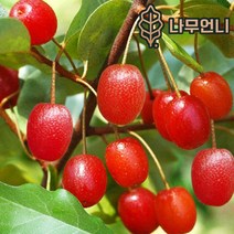 보리수나무 왕보리수나무 유실수 정원수 나무언니, 왕보리수나무 R3cm 결실주