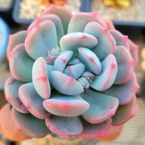 특별한 구성 예쁜다육 7종 모아보기, 7번-비치볼