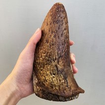 훈제 한우소뿔 속뿔껌 1P 오래먹는 대형견 수제간식 개껌, 라지, 라지