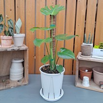 몬스테라(옵션:슬릿화분 코코넛봉), 식물+슬릿화분