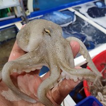 고흥 쭈꾸미 1kg 10~15마리 자연산쭈꾸미 생물쭈꾸미 활쭈꾸미 생쭈꾸미 산쭈꾸미 봄쭈꾸미 국내산쭈꾸미 국산쭈꾸미 오늘저녁메뉴 쭈꾸미볶음