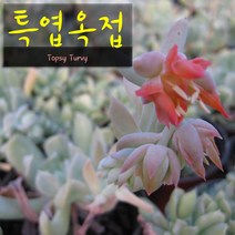 허브여울다육 특엽옥접 지름 9cm 소품화분, 3개