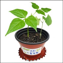 씨앗이 싹트는 조건과 강낭콩의 한살이 식물관찰키트 초등학굑 씨앗관찰 과학교구, 누리겟쿠팡 본상품선택