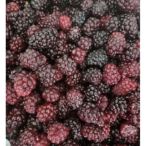 [무농약] 슈퍼복분자5kg 햇 생 냉동 복분자 복분자즙 복분자주 복분자술, 5kg