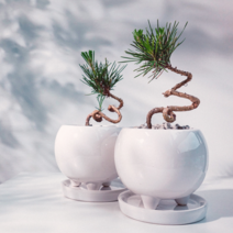 해송 미니 소나무 분재 소형 고급 선물 흑송, + 홍연수제화분 튤립 (플라스틱 받침 증정), 퓨미스 (회색)