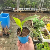 10~20cm 28 소소형 극락조 소품 1촉에서 3촉사이