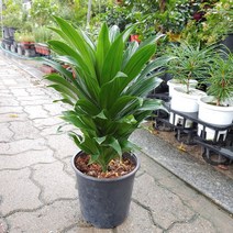 성심꽃농원 (성심꽃농원) 콤팩타 (원목) 중